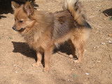 Chiot Spitz petit mâle à vendre, non LOF fauve charbonné