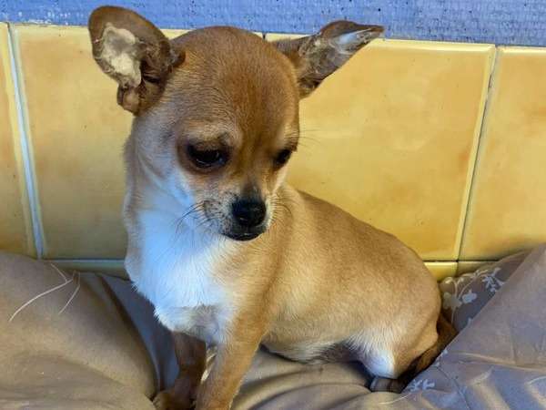 À vendre, chiot Chihuahua mâle fauve (non LOF)
