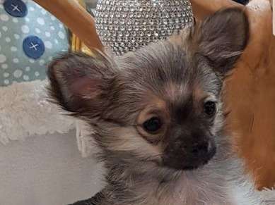 À vendre, chiots Chihuahua à poils longs (non LOF)