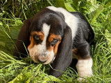 Chiot Basset Hound LOF mâle tricolore à acheter