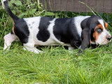 Chiot Basset Hound LOF mâle tricolore à acheter
