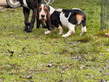 Chiot Basset Hound LOF mâle tricolore à acheter