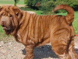 Un chien Shar-Pei non LOF femelle chocolat de 2 ans à acheter
