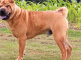 À vendre un chien Shar-Peï LOF de cinq ans au pelage fauve