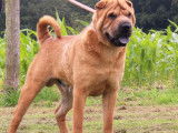 À vendre un chien Shar-Peï LOF de cinq ans au pelage fauve