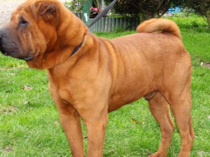 À vendre : un chien Shar-Peï non LOF de 6 ans de couleur fauve rouge