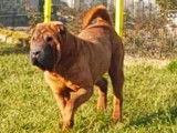 À vendre : un chien Shar-Peï non LOF de 6 ans de couleur fauve rouge