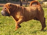 À vendre : un chien Shar-Peï non LOF de 6 ans de couleur fauve rouge