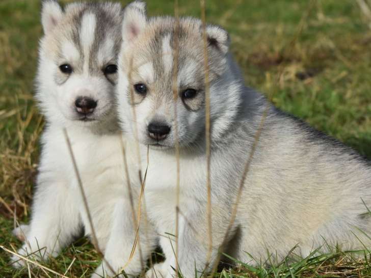 Deux chiots Husky de Sibérie LOF à acheter