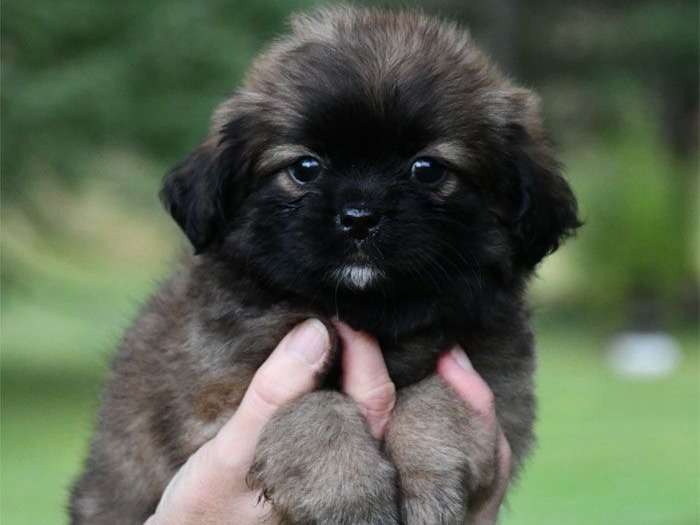 4 Chiots Males Epagneul Tibetain Lof Au Pelage Bleu A Vendre Petite Annonce Chien