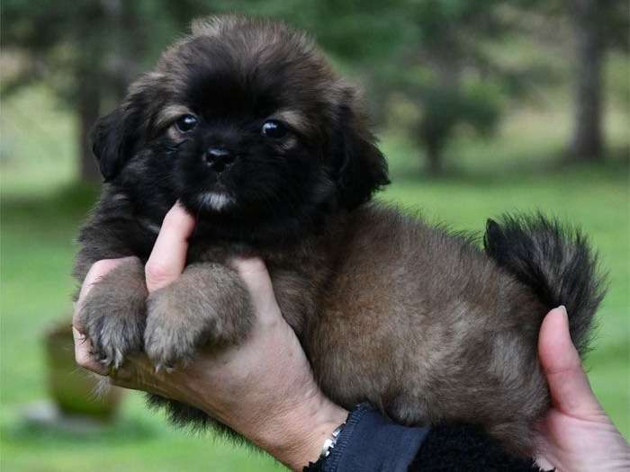 4 Chiots Males Epagneul Tibetain Lof Au Pelage Bleu A Vendre Petite Annonce Chien