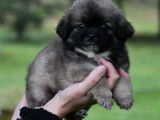 4 chiots mâles Épagneul Tibétain LOF au pelage bleu, à vendre