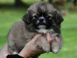 4 chiots mâles Épagneul Tibétain LOF au pelage bleu, à vendre