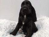 Vente d’un chiot Cocker Anglais mâle noir (non LOF)
