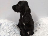 Vente d’un chiot Cocker Anglais mâle noir (non LOF)
