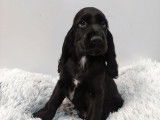 Vente d’un chiot Cocker Anglais mâle noir (non LOF)