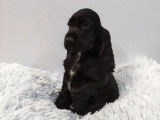 Vente d’un chiot Cocker Anglais mâle noir (non LOF)
