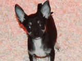 Vente d’un chiot Chihuahua mâle au pelage noir et feu (non LOF)