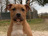 1 chiot American Staffordshire Terrier mâle roux et blanc en vente (LOF)
