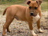 1 chiot American Staffordshire Terrier mâle roux et blanc en vente (LOF)