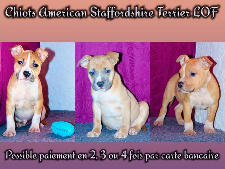3 mâles American Staffordshire Terrier (LOF) au pelage roux et blanc à réserver