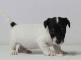 Chiots de race Jack Russell Terrier (LOF) de septembre 2021 en vente