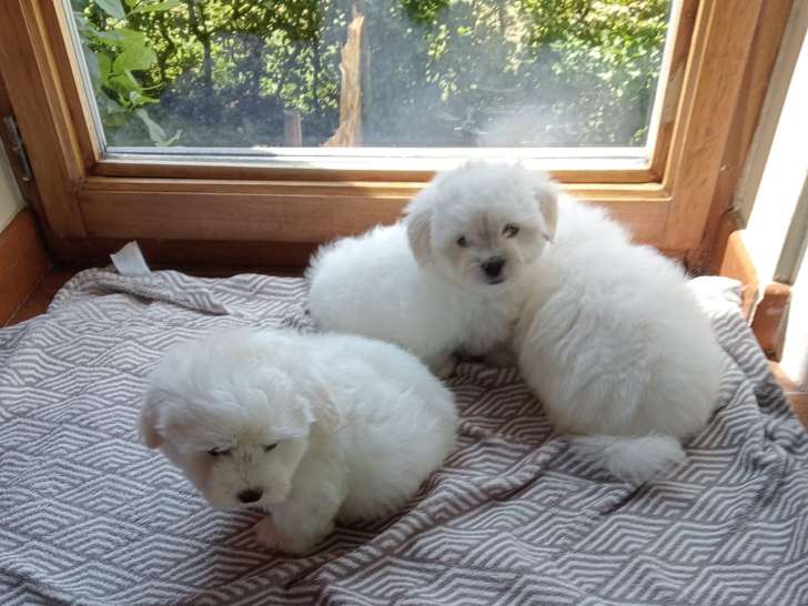 Magnifique chiot  Cotons de Tuléar à vendre
