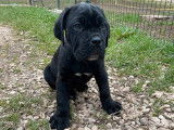 À vendre : un chiot Cane Corso mâle noir LOF