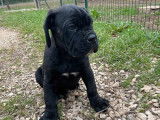 À vendre : un chiot Cane Corso mâle noir LOF