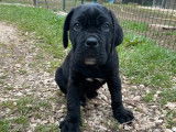 À vendre : un chiot Cane Corso mâle noir LOF