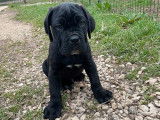 À vendre : un chiot Cane Corso mâle noir LOF