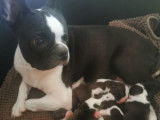 3 chiots mâles Boston Terrier à réserver, noirs et blancs LOF