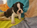 3 chiots mâles Boston Terrier à réserver, noirs et blancs LOF
