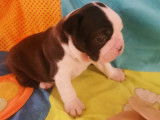 3 chiots mâles Boston Terrier à réserver, noirs et blancs LOF