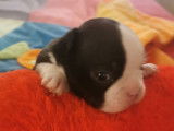 3 chiots mâles Boston Terrier à réserver, noirs et blancs LOF