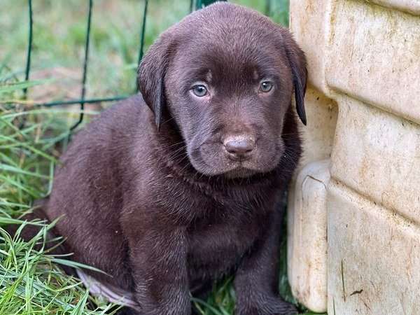À vendre : 5 chiots mâles Labrador mâles chocolat non LOF