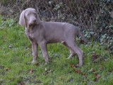 Vente de 7 chiots Braque de Weimar (LOF)