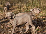 Vente de 7 chiots Braque de Weimar (LOF)