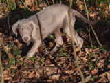 Vente de 7 chiots Braque de Weimar (LOF)