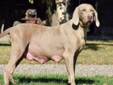 Vente de 7 chiots Braque de Weimar (LOF)
