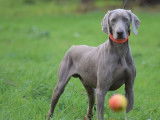 Vente de 7 chiots Braque de Weimar (LOF)