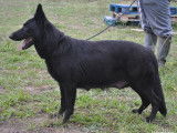 1 mâle et 1 femelle Berger Allemand noirs LOF à vendre
