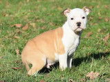 À réserver 4 chiots LOF American Staffordshire Terrier bicolore ou blanc
