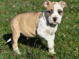 À réserver 4 chiots LOF American Staffordshire Terrier bicolore ou blanc