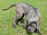 &Agrave; acheter 6 chiots Cane Corso LOF gris ou noirs