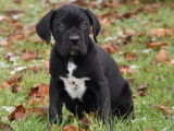 &Agrave; acheter 6 chiots Cane Corso LOF gris ou noirs