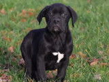 &Agrave; acheter 6 chiots Cane Corso LOF gris ou noirs