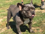 Une chienne Bouledogue Français non LOF grise de 4 ans à vendre