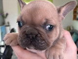 4 chiots femelles Bouledogue Français Exotique à réserver (non LOF)