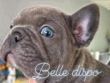 4 chiots femelles Bouledogue Français Exotique à réserver (non LOF)